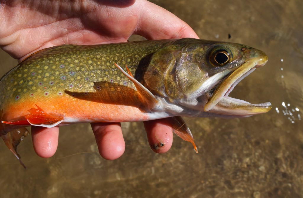 Fly Fishing : When The Fishing Is&nbsp;Good