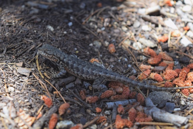 Southern Sagebrush Lizard -  Sceloporus graciosus vandenburgianus