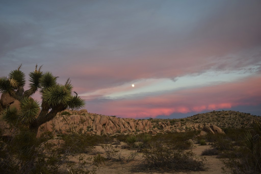 Joshua Tree is&nbsp;Magic
