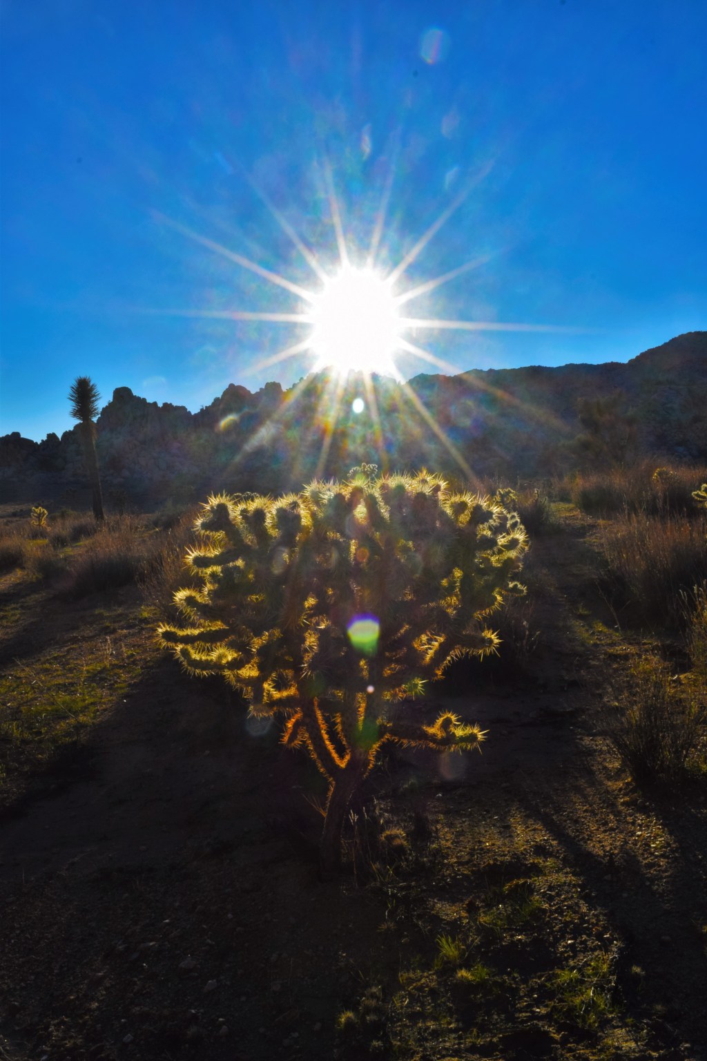Photo Essay: Joshua&nbsp;Tree