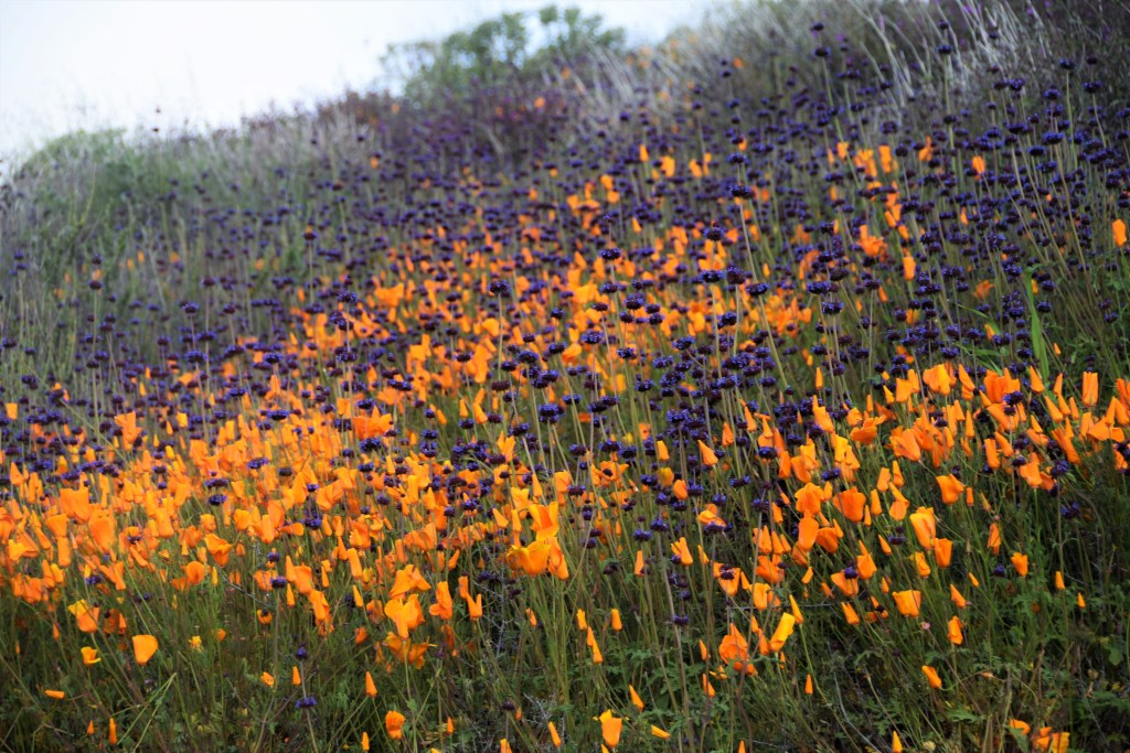 Super Bloom Fever