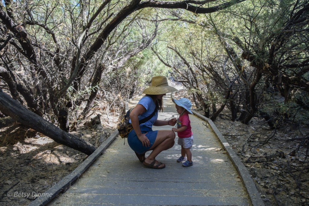 Big Morongo Canyon&nbsp;Preserve