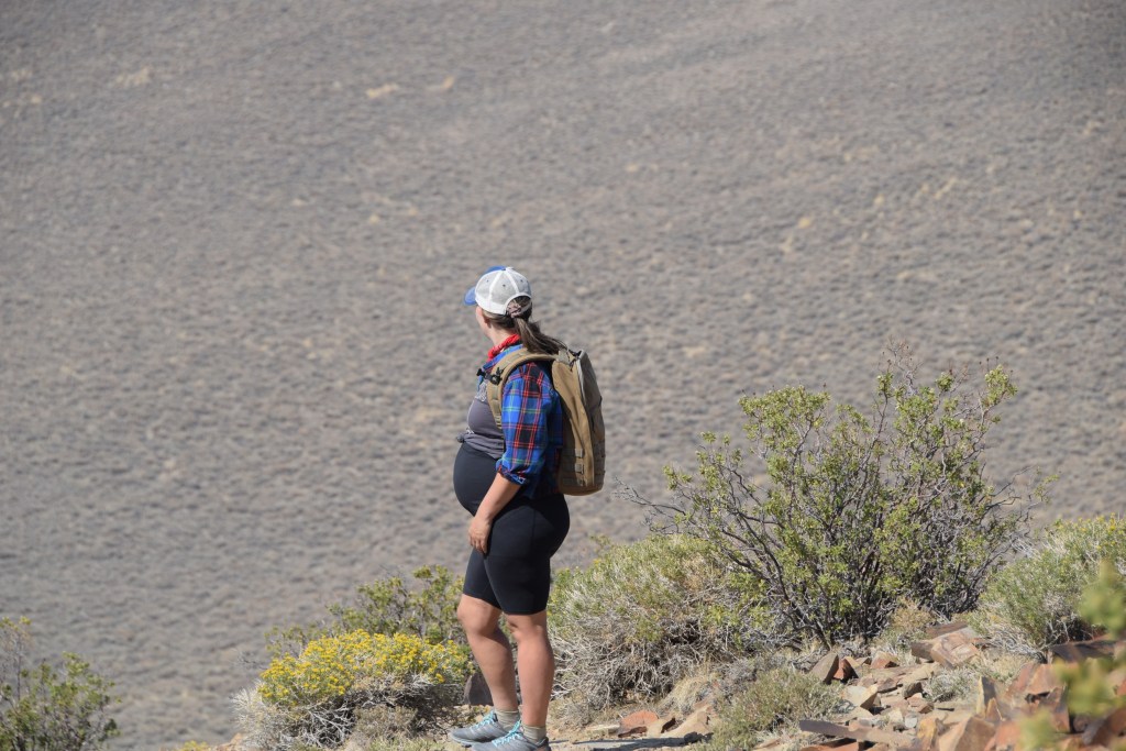 Ancient Bristlecone Pine&nbsp;Forest